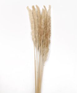 PAMPAS NATURALE H 65/75 CM AVORIO